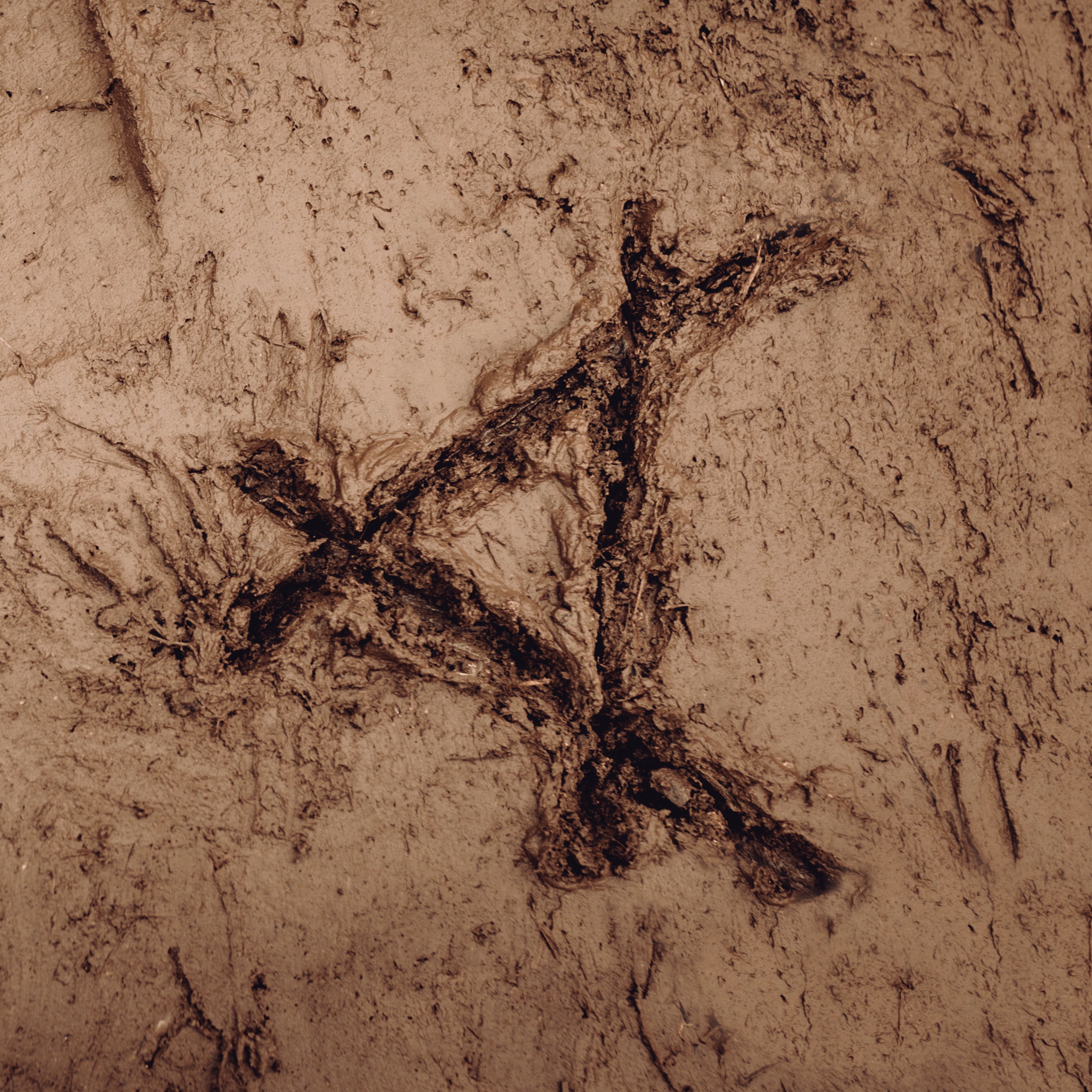 Cassels – Tracked in Mud