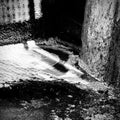 PRE-ORDER: Pleb – Grease Trap